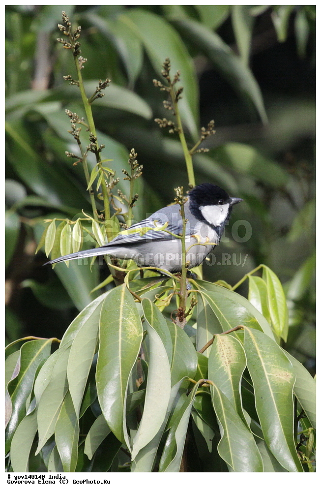 ��������, �������� ����, ������������ ���� ���� �������, ���� �����������, ����������, �����, ���������� �����, ��������, ��������, �����, �����, ��������, �����������, ���������, Paridae, XYZ, ����� ������, Parus cinereus