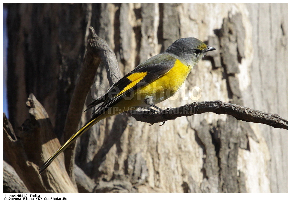 ��������, �������� ����, ������������ ���� ���� �������, ���� �����������, ����������, �����, ���������� �����, ��������, ��������, �����, �����, ��������, �����������, �������������, Campephagidae, XYZ, ׸���-������� ������������� ���������, �����-������� ������������� ���������, Pericrocotus ethologus