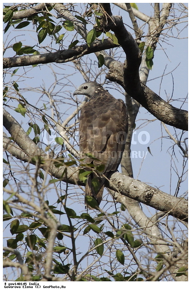 ��������, �������� ����, ������������ ���� ���� �������, ���� �����������, ����������, �����, ���������� �����, ��������, ��������, �����, �����, ��������, �����������, ����������, Accipitridae, XYZ, �������� �����, ��������� �����, Pernis ptilorhynchus, ������ �����, ������ �����