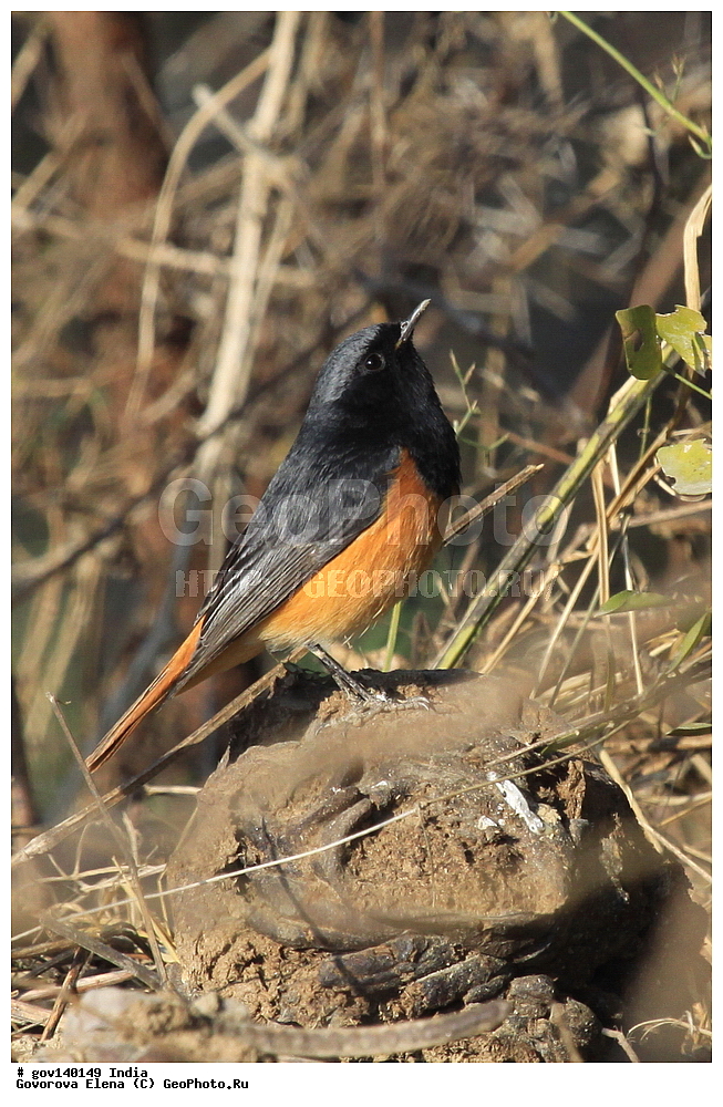 ������������ ���� �������� �����, ���������, ���� ����������, �����, ���������� �����, ��������, ��������, �����, �����, ��������, �����������, ������������, Muscicapidae, XYZ, �����������-��������, Phoenicurus ochruros