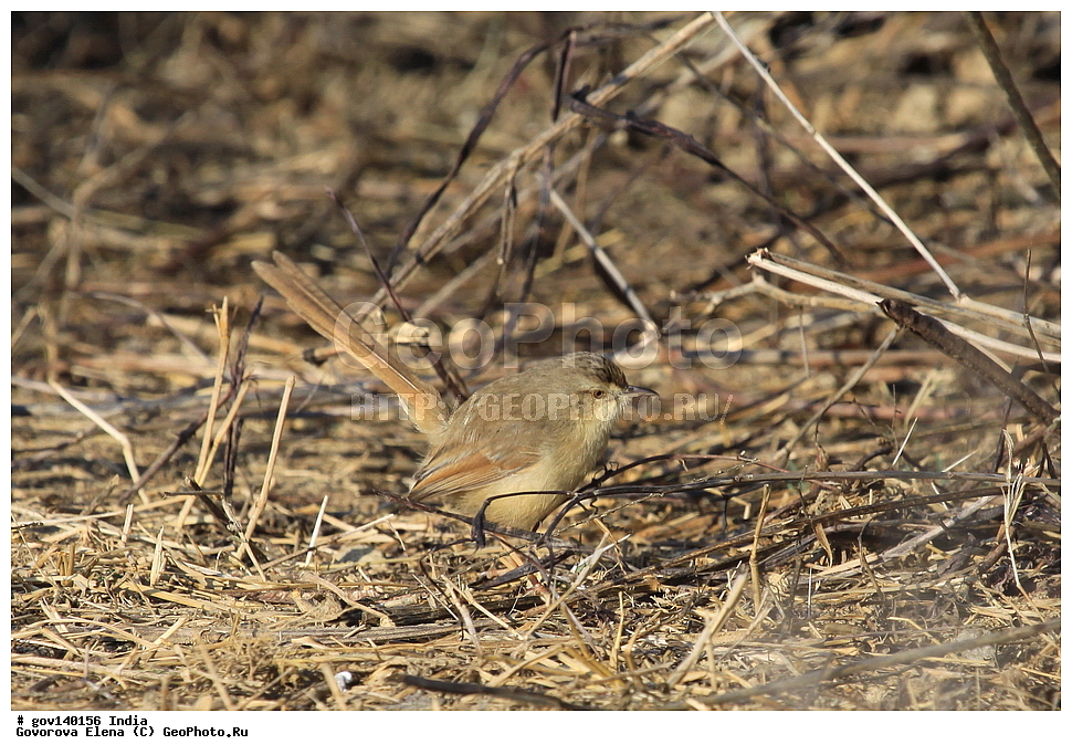 ������������ ���� �������� �����, ���������, ���� ����������, �����, ���������� �����, ��������, ��������, �����, �����, ��������, �����������, ������������, ����������� ���������, Cisticolidae, XYZ, ������� ������, Prinia gracilis