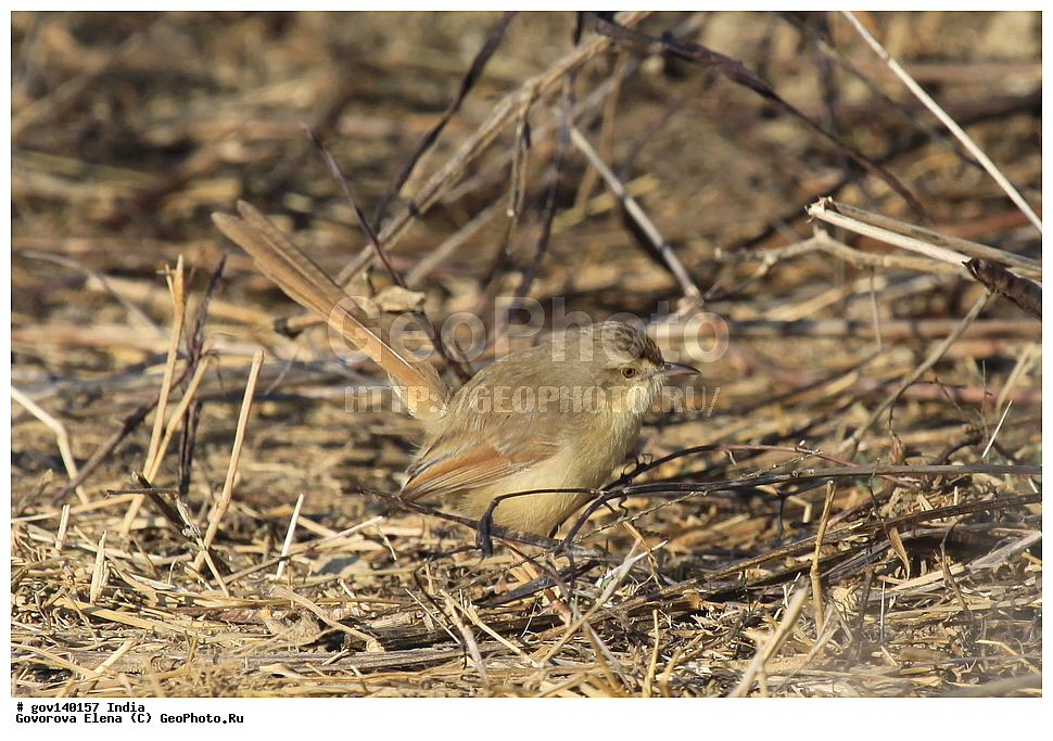 ������������ ���� �������� �����, ���������, ���� ����������, �����, ���������� �����, ��������, ��������, �����, �����, ��������, �����������, ������������, ����������� ���������, Cisticolidae, XYZ, ������� ������, Prinia gracilis