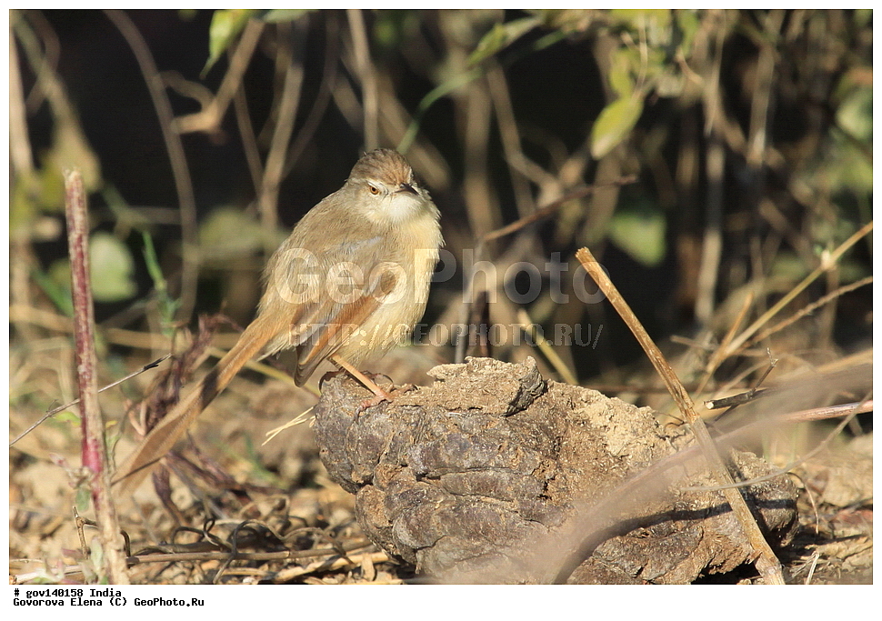 ������������ ���� �������� �����, ���������, ���� ����������, �����, ���������� �����, ��������, ��������, �����, �����, ��������, �����������, ������������, ����������� ���������, Cisticolidae, XYZ, ������� ������, Prinia gracilis