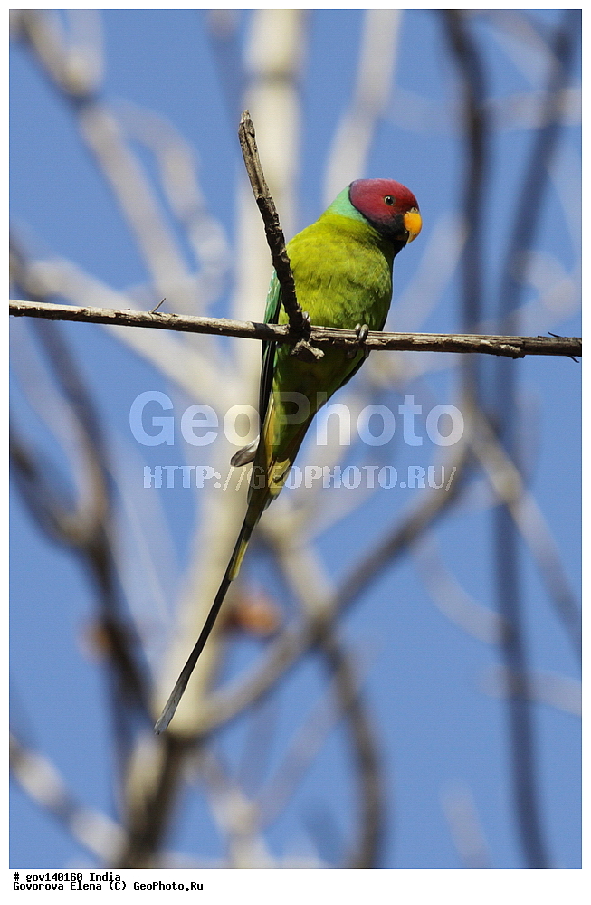 ��������, �������� ����, ������������ ���� ���� �������, ���� �����������, ����������, �����, ���������� �����, ��������, ��������, �����, �����, ��������, �����������, ����������, Psittacidae, XYZ, ������������� ��������� �������, Psittacula cyanocephala