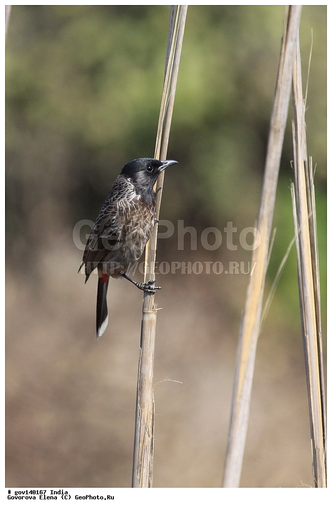 ������������ ���� �������� �����, ���������, ���� ����������, �����, ���������� �����, ��������, ��������, �����, �����, ��������, �����������, �����������, ������������ ������, Pycnonotidae, XYZ, ������������ ��������� ��������, ������������ ��������, Pycnonotus cafer