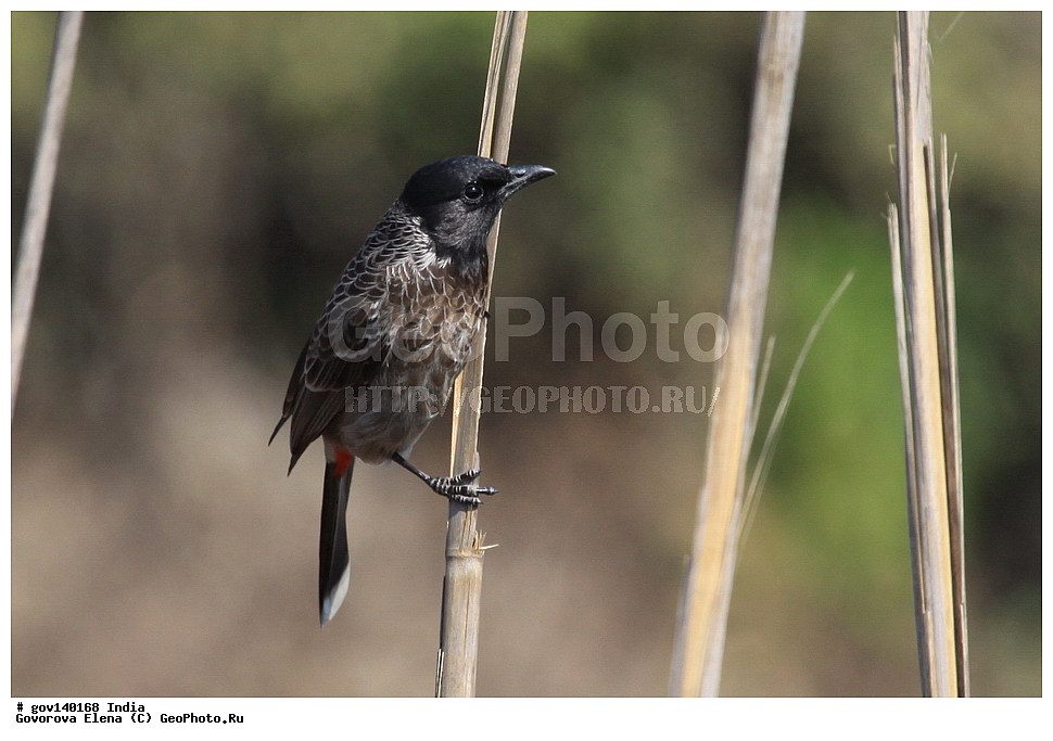 ������������ ���� �������� �����, ���������, ���� ����������, �����, ���������� �����, ��������, ��������, �����, �����, ��������, �����������, �����������, ������������ ������, Pycnonotidae, XYZ, ������������ ��������� ��������, ������������ ��������, Pycnonotus cafer