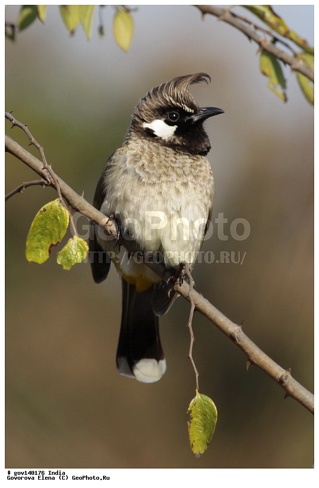 ��������, �������� ����, ������������ ���� ���� �������, ���� �����������, ����������, �����, ���������� �����, ��������, ��������, �����, �����, ��������, �����������, �����������, ������������ ������, Pycnonotidae, XYZ, ��������� ��������� ��������, ��������� ��������� ��������, ��������� ��������, ��������� ��������, Pycnonotus leucogenys