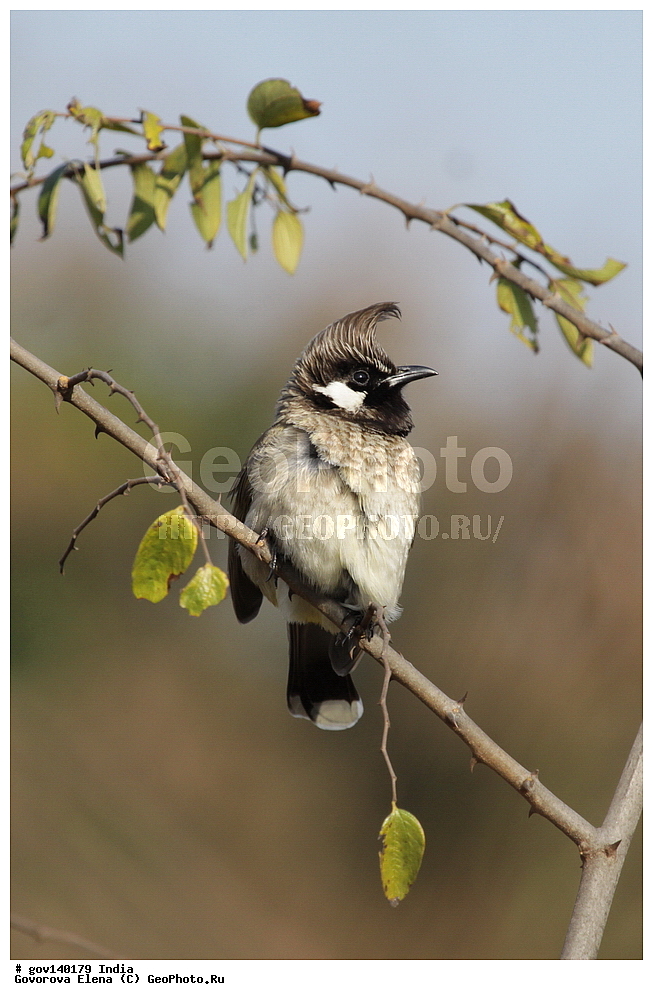 ��������, �������� ����, ������������ ���� ���� �������, ���� �����������, ����������, �����, ���������� �����, ��������, ��������, �����, �����, ��������, �����������, �����������, ������������ ������, Pycnonotidae, XYZ, ��������� ��������� ��������, ��������� ��������� ��������, ��������� ��������, ��������� ��������, Pycnonotus leucogenys