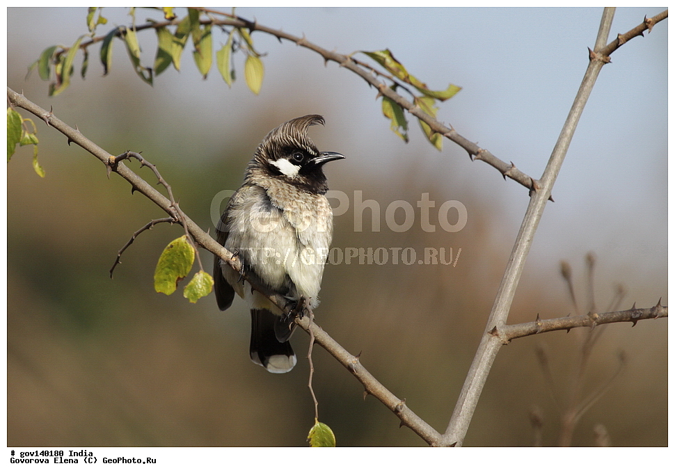 ��������, �������� ����, ������������ ���� ���� �������, ���� �����������, ����������, �����, ���������� �����, ��������, ��������, �����, �����, ��������, �����������, �����������, ������������ ������, Pycnonotidae, XYZ, ��������� ��������� ��������, ��������� ��������� ��������, ��������� ��������, ��������� ��������, Pycnonotus leucogenys