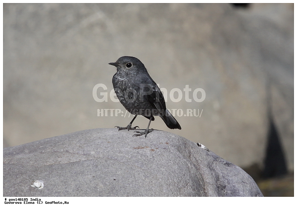 ��������, �������� ����, ������������ ���� ���� �������, ���� �����������, ����������, �����, ���������� �����, ��������, ��������, �����, �����, ��������, �����������, ������������, Muscicapidae, XYZ, ������������ ������������, ����������� ������������, Rhipidura hypoxantha, Chelidorhynx hypoxanthus