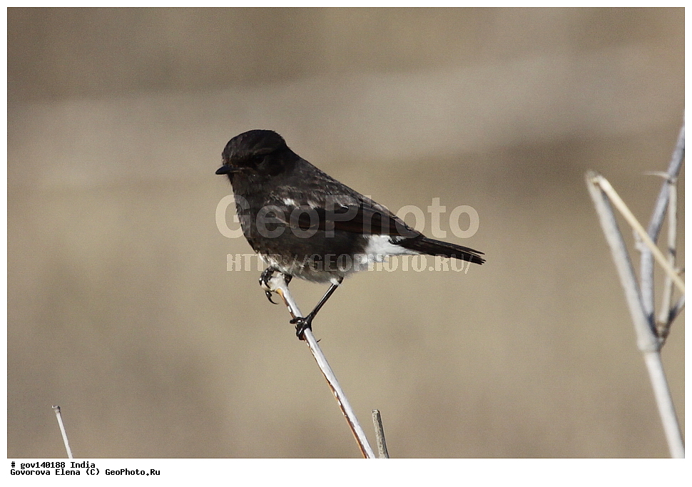 ��������, �������� ����, ������������ ���� ���� �������, ���� �����������, ����������, �����, ���������� �����, ��������, ��������, �����, �����, ��������, �����������, ������������, Muscicapidae, XYZ, ׸���� �����, ������ �����, Saxicola caprata