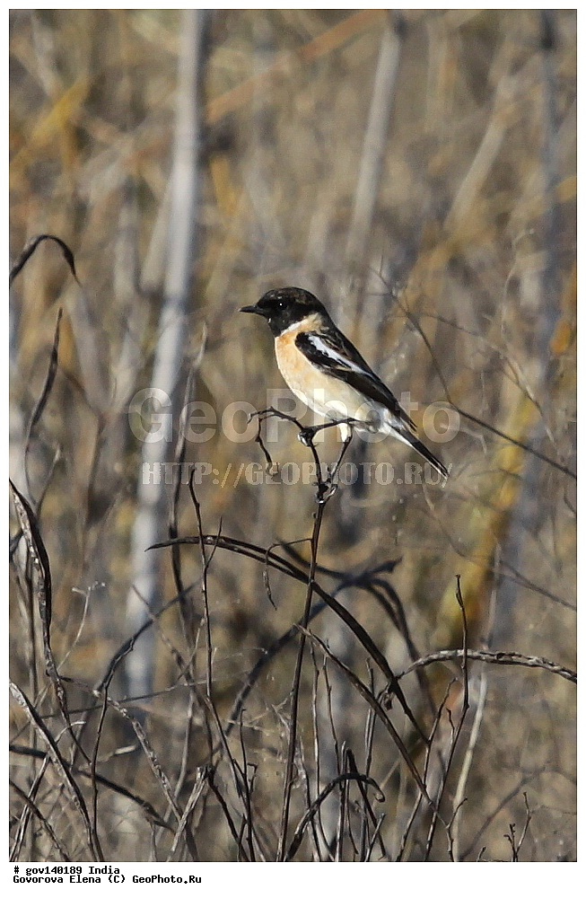 ��������, �������� ����, ������������ ���� ���� �������, ���� �����������, ����������, �����, ���������� �����, ��������, ��������, �����, �����, ��������, �����������, ������������, Muscicapidae, XYZ, ������������ �����, ����������� ������������ �����, Saxicola torquatus, Saxicola torquata