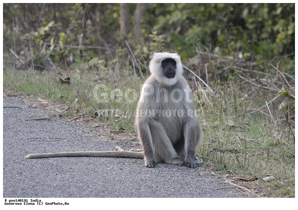 ��������, �������� ����, ������������ ���� ���� �������, ���� �����������, ����������, �����, ���������� �����, ��������, ��������, �������������, �������������, �����, �����, XYZ, �����������, Cercopithecidae, ����� ��������� ������, Semnopithecus hector, Semnopithecus entellus hector, Pithecus entellus hecto
