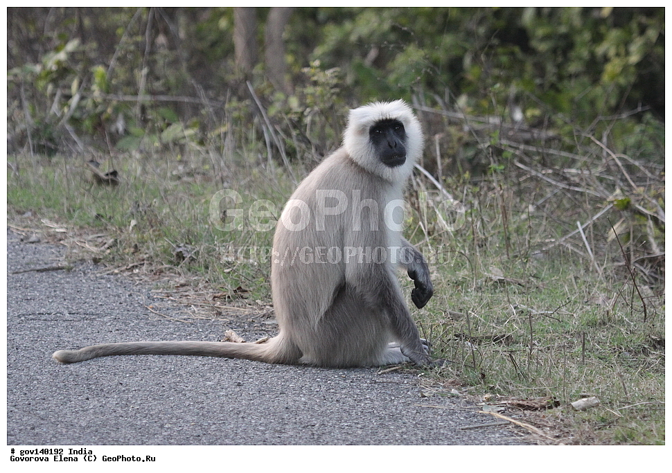 ��������, �������� ����, ������������ ���� ���� �������, ���� �����������, ����������, �����, ���������� �����, ��������, ��������, �������������, �������������, �����, �����, XYZ, �����������, Cercopithecidae, ����� ��������� ������, Semnopithecus hector, Semnopithecus entellus hector, Pithecus entellus hecto