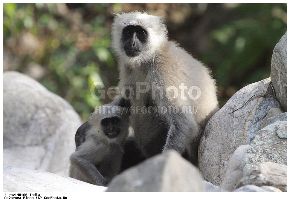 ��������, �������� ����, ������������ ���� ���� �������, ���� �����������, ����������, �����, ���������� �����, ��������, ��������, �������������, �������������, �����, �����, XYZ, �����������, Cercopithecidae, ����� ��������� ������, Semnopithecus hector, Semnopithecus entellus hector, Pithecus entellus hecto