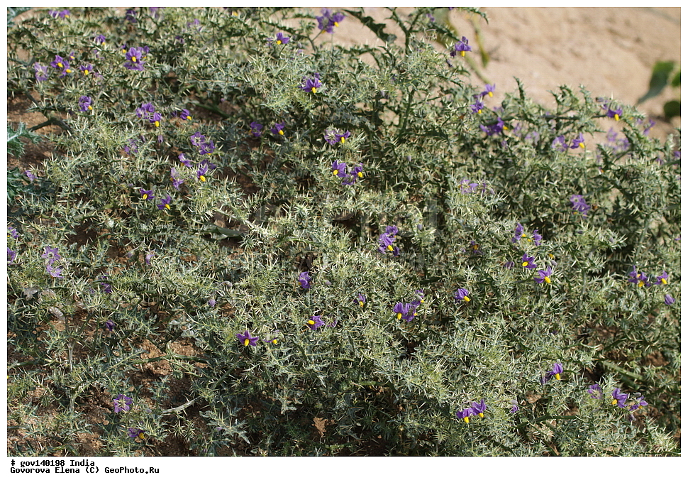 ������� ����������, ���� ������-������, �����, ���������� �����, ������ ��������, ��������, �����, ���������� ��������, �������, ������� ��������, ������, �����, ����������� ��������, �����, ����������� ��������, �����, ����������� ��������, �����������, ������������ ��������, ������������ ��������, ������������, ������������ �����������, �����������, ������������, XYZ, ����������, ���������, Solanaceae, ����� ������������, ������ ������������, ����� ������������, ������ ������������, Solanum surattense, Solanum diffusum, Solanum jacquini, Solanum xanthocarpum