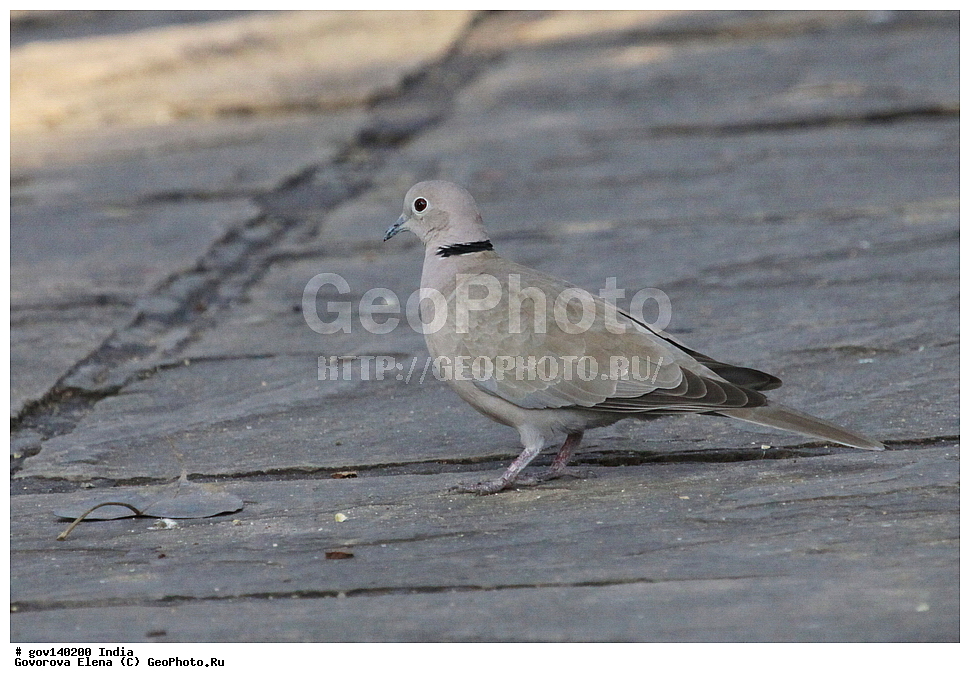 ����, �����, ���������� �����, ��������, ��������, �����, �����, ��������, �����������, XYZ, ���������, Columbidae, ��������� �������, Streptopelia decaocto