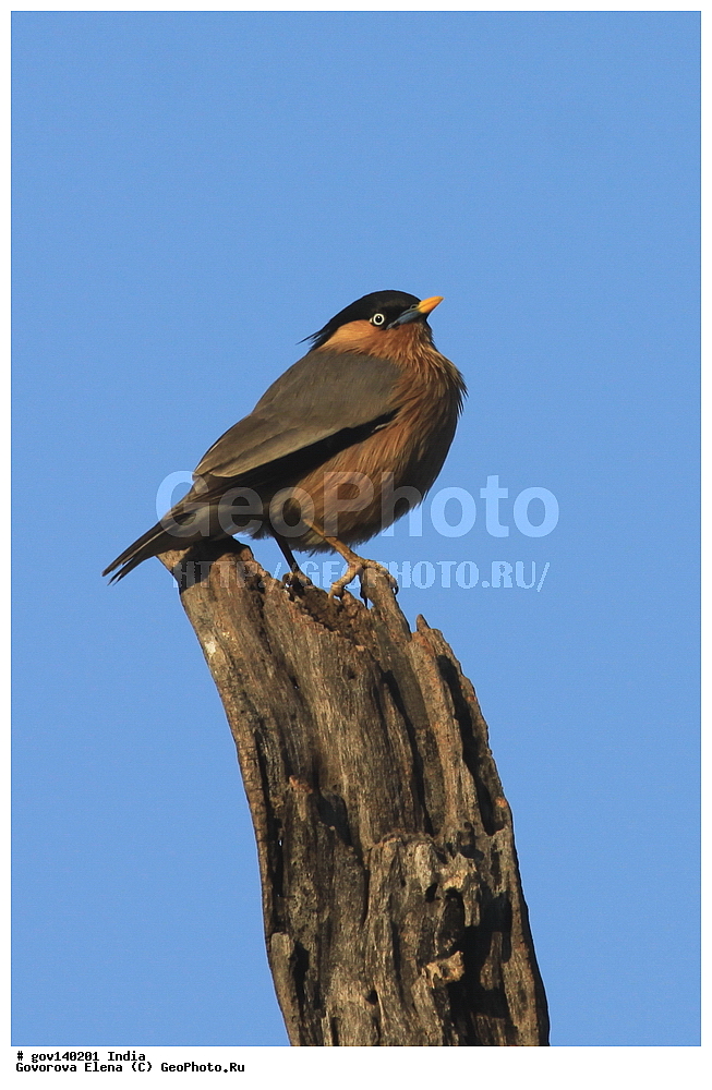 ������������ ���� �������� �����, ���������, ���� ����������, �����, ���������� �����, ��������, ��������, �����, �����, ��������, �����������, ����������, Sturnidae, XYZ, ���������� �������, Sturnus pagodarum, Sturnia pagodarum