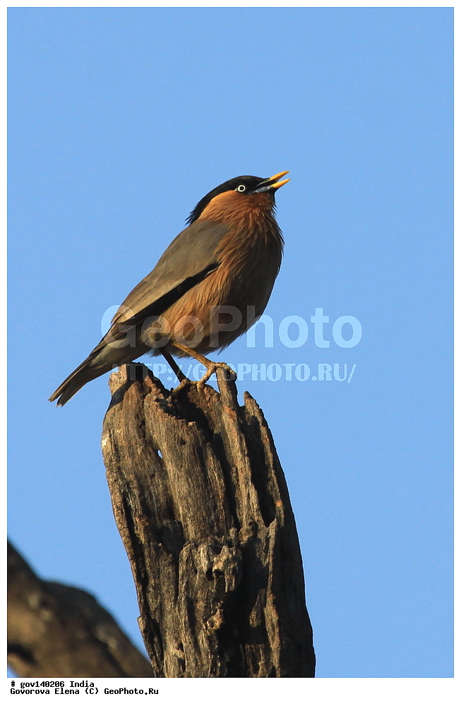 ������������ ���� �������� �����, ���������, ���� ����������, �����, ���������� �����, ��������, ��������, �����, �����, ��������, �����������, ����������, Sturnidae, XYZ, ���������� �������, Sturnus pagodarum, Sturnia pagodarum