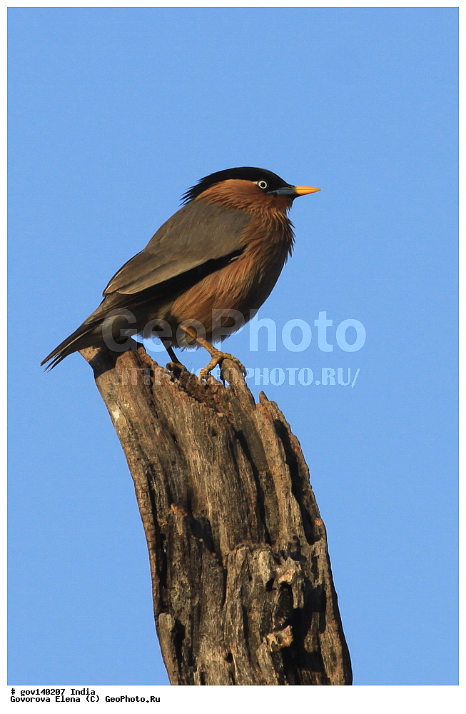 ������������ ���� �������� �����, ���������, ���� ����������, �����, ���������� �����, ��������, ��������, �����, �����, ��������, �����������, ����������, Sturnidae, XYZ, ���������� �������, Sturnus pagodarum, Sturnia pagodarum