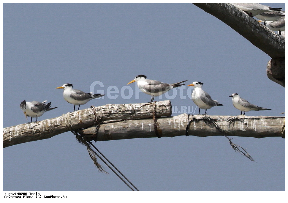 ������ ������, �������, �������, ���� ������, �����, ���������� �����, ��������, ��������, �����, �����, ��������, �����������, ������� �����, ������� �����, XYZ, ���������, Sternidae, ����������� ������, ����� �������� ������, Thalasseus bengalensis, Sterna bengalensis