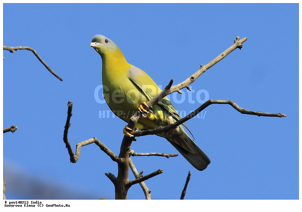 ������������ ���� �������� �����, ���������, ���� ����������, �����, ���������� �����, ��������, ��������, �����, �����, ��������, �����������, ���������, Columbidae, XYZ, ���������� ������ ������, ���������� ������� ������, Treron phoenicopterus