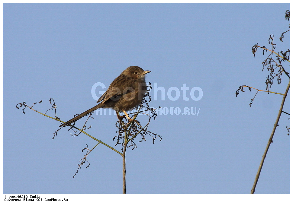 ������������ ���� �������� �����, ���������, ���� ����������, �����, ���������� �����, ��������, ��������, �����, �����, ��������, �����������, ����������, ����������, Timaliidae, XYZ, ������������� ��������� �������, Turdoides caudatus