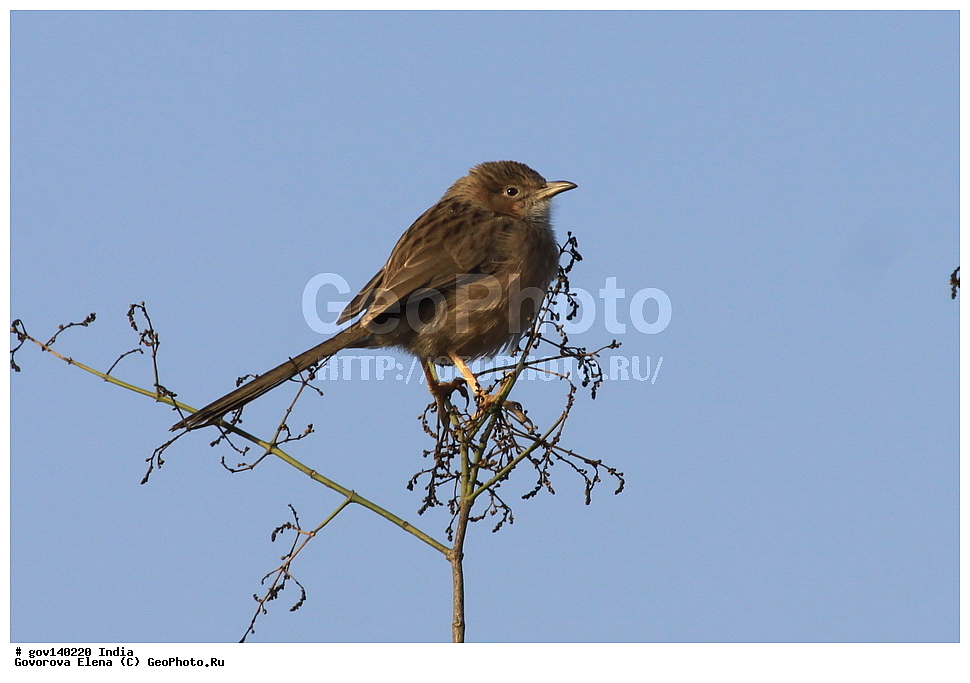 ������������ ���� �������� �����, ���������, ���� ����������, �����, ���������� �����, ��������, ��������, �����, �����, ��������, �����������, ����������, ����������, Timaliidae, XYZ, ������������� ��������� �������, Turdoides caudatus