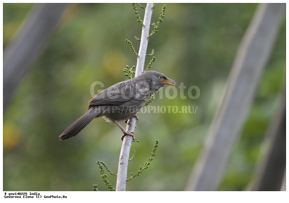 ������ ������, �������, �������, ���� ������, �����, ���������� �����, ��������, ��������, �����, �����, ��������, �����������, XYZ, ����������, ����������, Timaliidae, ��������� ��������� �������, ���������� ��������� �������, Turdoides striata, Turdoides striatus