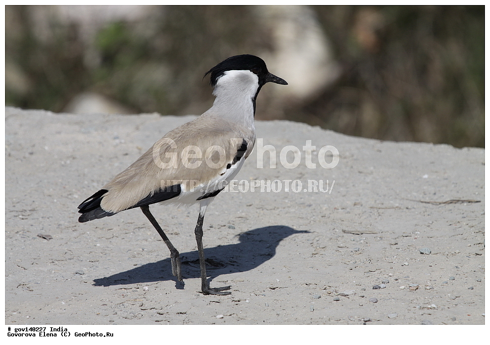 ��������, �������� ����, ������������ ���� ���� �������, ���� �����������, ����������, �����, ���������� �����, ��������, ��������, �����, �����, ��������, �����������, �����, ������, ���������, Charadriidae, XYZ, ������ �����, Vanellus duvaucelii