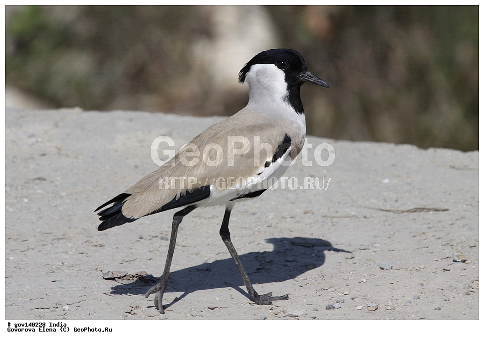 ��������, �������� ����, ������������ ���� ���� �������, ���� �����������, ����������, �����, ���������� �����, ��������, ��������, �����, �����, ��������, �����������, �����, ������, ���������, Charadriidae, XYZ, ������ �����, Vanellus duvaucelii