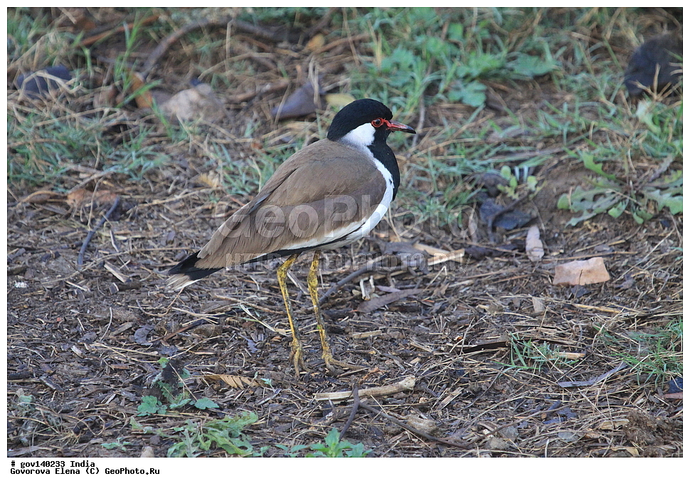 ������������ ���� �������� �����, ���������, ���� ����������, �����, ���������� �����, ��������, ��������, �����, �����, ��������, �����������, �����, ������, ���������, Charadriidae, XYZ, ���������� �����, Vanellus indicus