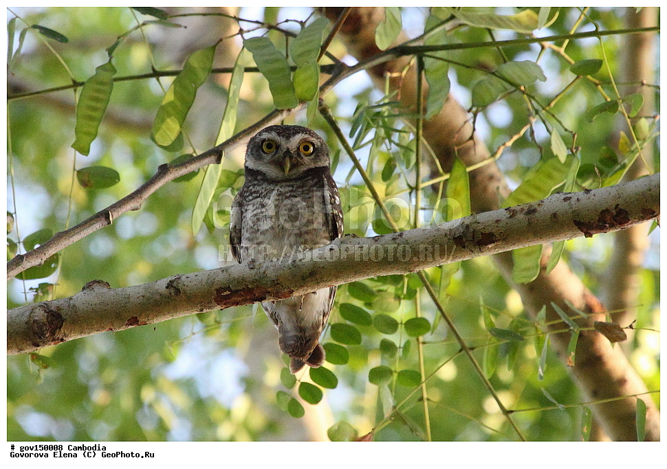 �����������, ������, ��������, ����������� ��������, ��������, ��������, ��������, �����, �����, ��������, �����������, ������ �����, ������ �����, XYZ, �������, ��������� ����, Strigidae, ���������� ���, Athene brama