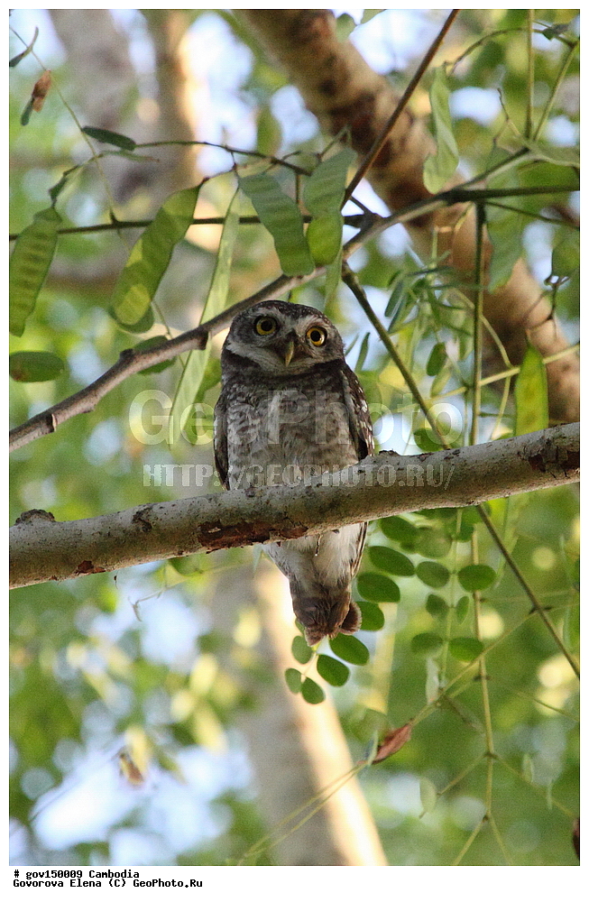 �����������, ������, ��������, ����������� ��������, ��������, ��������, ��������, �����, �����, ��������, �����������, ������ �����, ������ �����, XYZ, �������, ��������� ����, Strigidae, ���������� ���, Athene brama