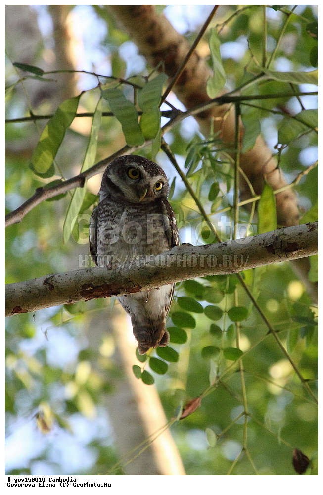 �����������, ������, ��������, ����������� ��������, ��������, ��������, ��������, �����, �����, ��������, �����������, ������ �����, ������ �����, XYZ, �������, ��������� ����, Strigidae, ���������� ���, Athene brama