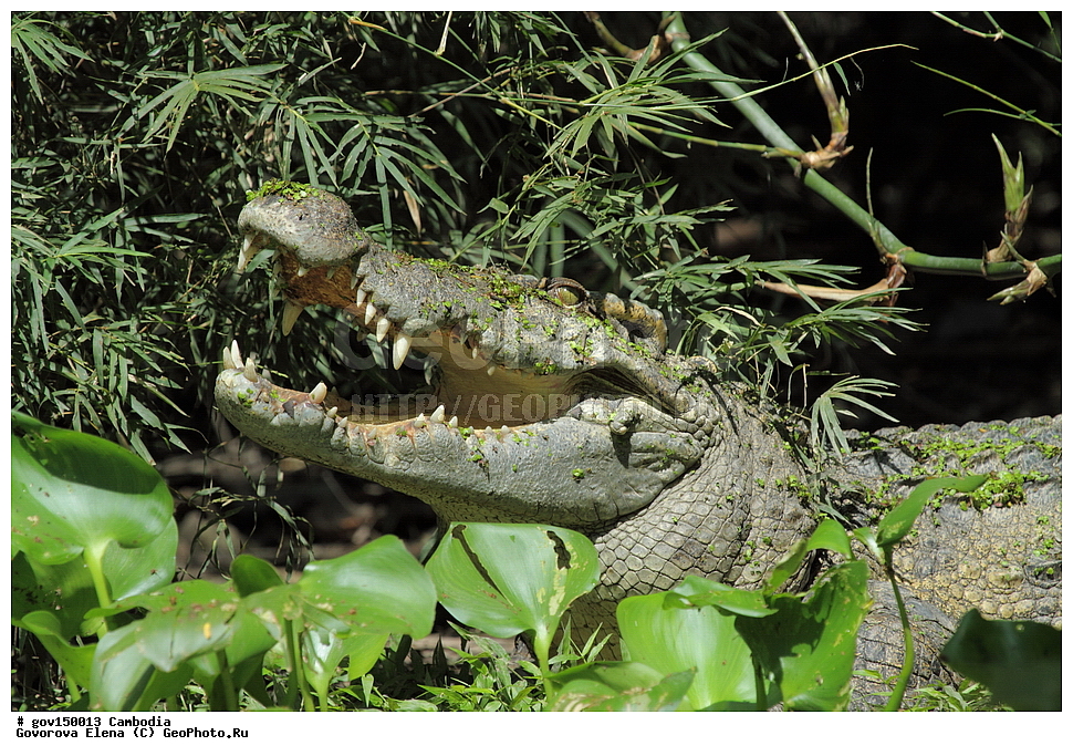 ����� ������������ ��������, �������, ���� �����, ��������, ����������� ��������, ��������, ��������, ��������, ��������������, ��������������, ��������, ��������, XYZ, ��������� ���������, Crocodylidae, �������� ��������, Crocodylus siamensis, Crocodilus galeatus