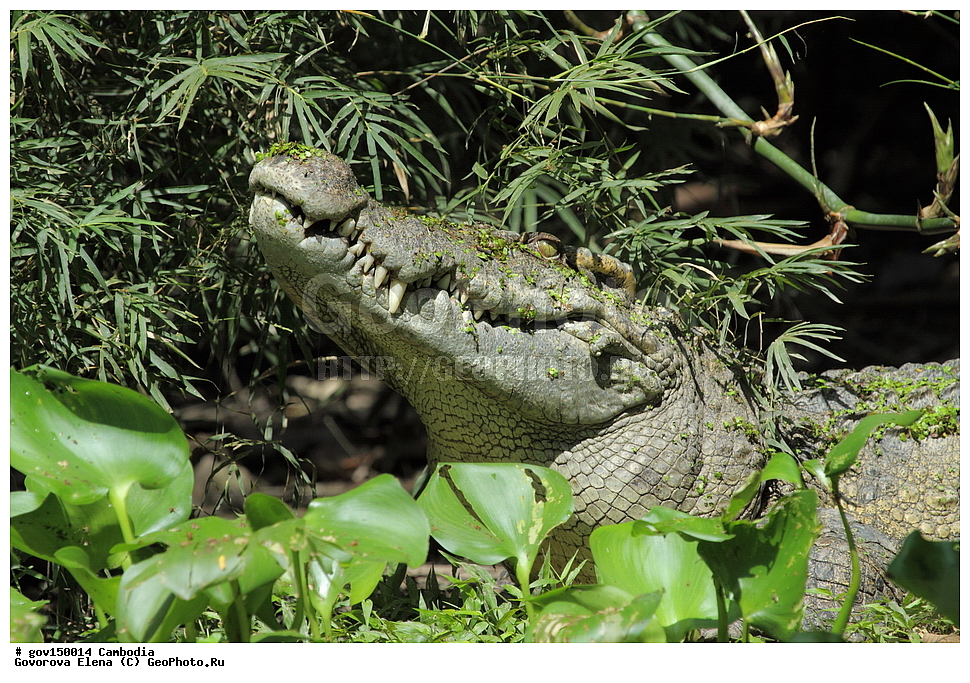 ����� ������������ ��������, �������, ���� �����, ��������, ����������� ��������, ��������, ��������, ��������, ��������������, ��������������, ��������, ��������, XYZ, ��������� ���������, Crocodylidae, �������� ��������, Crocodylus siamensis, Crocodilus galeatus