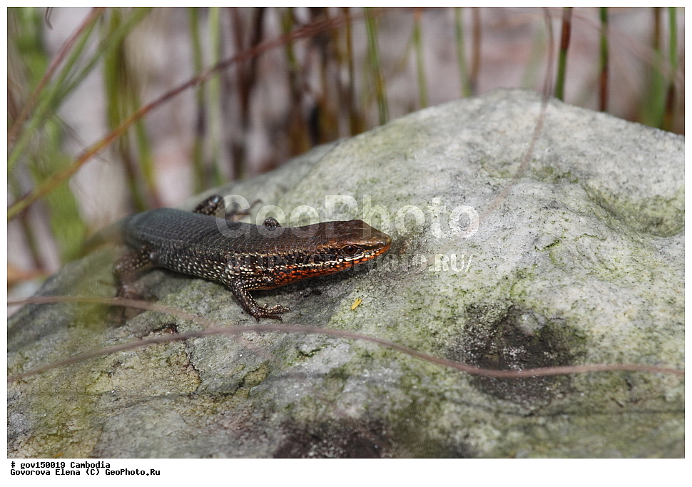 ������ ���, ��������, ����������� ��������, ��������, ��������, ��������, ��������������, ��������������, ��������, ��������, XYZ, ���������, ������, Scincidae, ��������� �����, ��������� �����, Eutropis macularia, Mabuya macularia