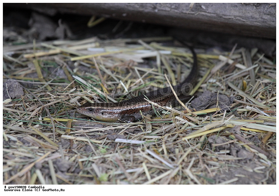 �����������, ������, ��������, ����������� ��������, ��������, ��������, ��������, ��������������, ��������������, ��������, ��������, XYZ, ���������, ������, Scincidae, ������������ �����, ��������� �����, Eutropis multifasciata