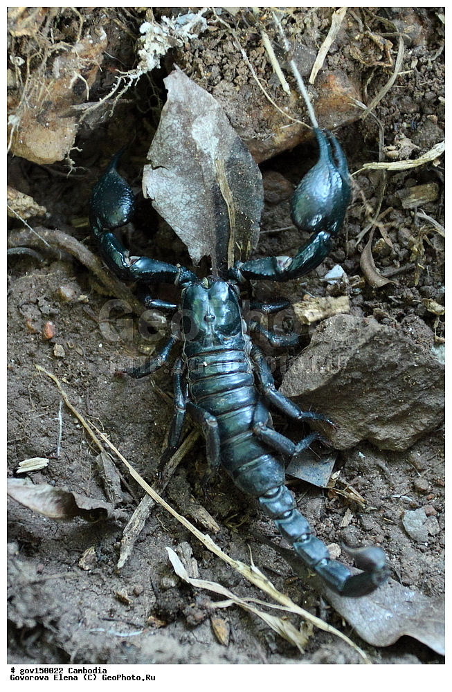 ����� ������������ ��������, �������, ���� �����, ��������, ����������� ��������, ��������, ��������, ��������, ��������������, �������������, ���������, ���������, XYZ, ���������, Scorpionidae, ��������� ������ ��������, ������������ ��������, Heterometrus spinifer, ��������������