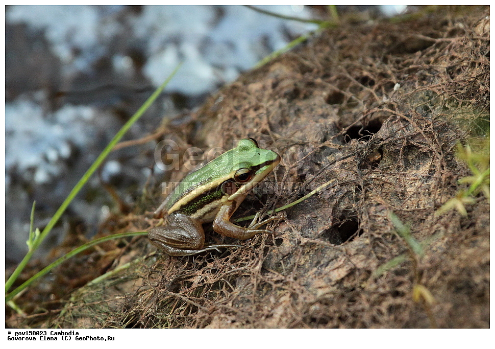 �����������, ��������, ����-���, ���� ���, ��������, ��������, ����������� ��������, ��������, ��������, ��������, �����������, �����������, �������, �������, XYZ, ��������� �������, Ranidae, ���������� �������, Hylarana erythraea