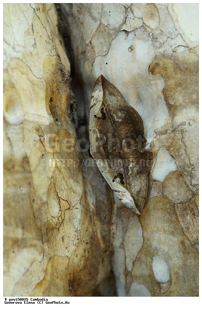 �����������, ��������, ����-���, ���� ���, ��������, ��������, ����������� ��������, ��������, ��������, ��������, ���������, �������������, ���������, �����, �����, �����, XYZ, �������, �����-����������, Erebidae, Hypopyra vespertilio