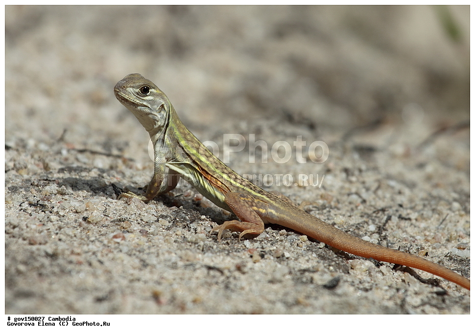 ����� ������������ ��������, �������, ���� �����, ��������, ����������� ��������, ��������, ��������, ��������, ��������������, ��������������, ��������, ��������, XYZ, ��������, Agamidae, �����-������� ����, �����-������� ����, Leiolepis boehmei