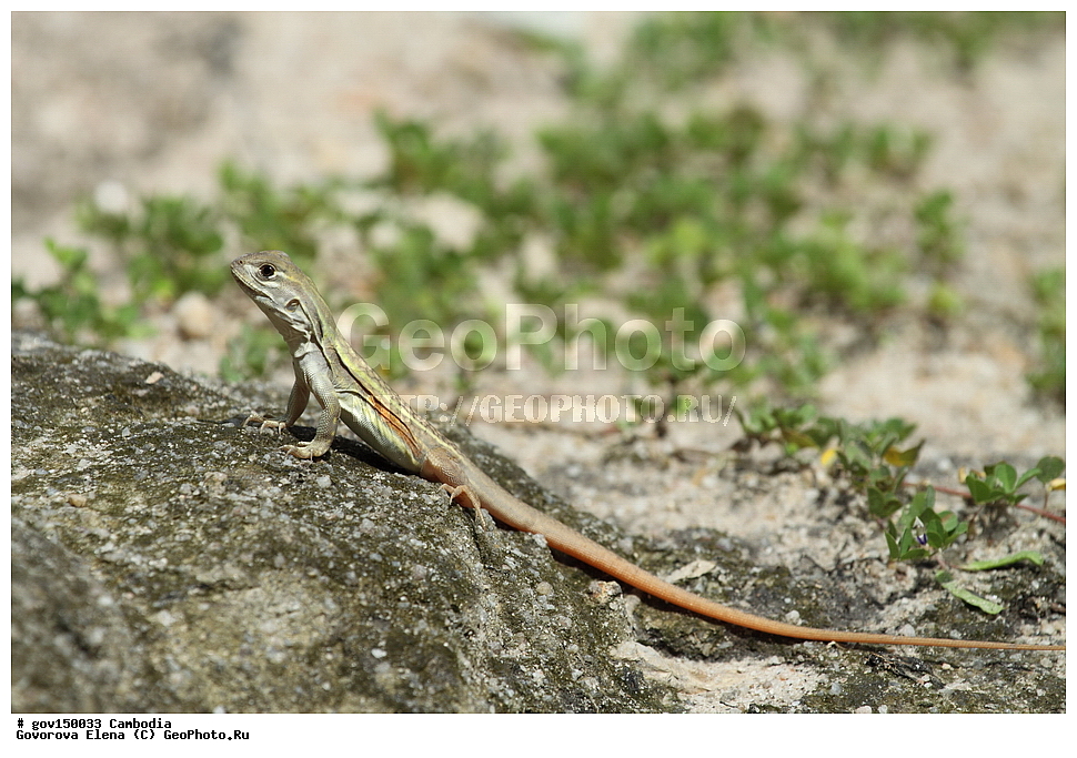 ����� ������������ ��������, �������, ���� �����, ��������, ����������� ��������, ��������, ��������, ��������, ��������������, ��������������, ��������, ��������, XYZ, ��������, Agamidae, �����-������� ����, �����-������� ����, Leiolepis boehmei