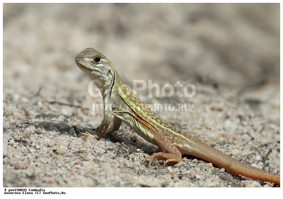 ����� ������������ ��������, �������, ���� �����, ��������, ����������� ��������, ��������, ��������, ��������, ��������������, ��������������, ��������, ��������, XYZ, ��������, Agamidae, �����-������� ����, �����-������� ����, Leiolepis boehmei