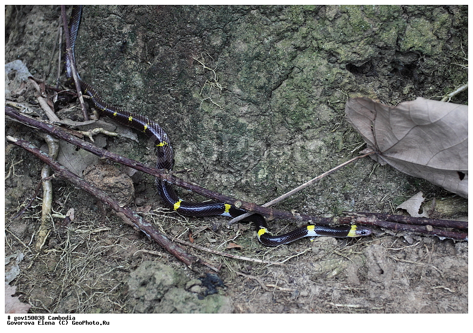 ������ ���, ��������, ����������� ��������, ��������, ��������, ��������, ��������������, ��������������, ��������, ��������, ����, ����, XYZ, �����������, Colubridae, ������������� ��������, Lycodon laoensis, Ophites laoensis