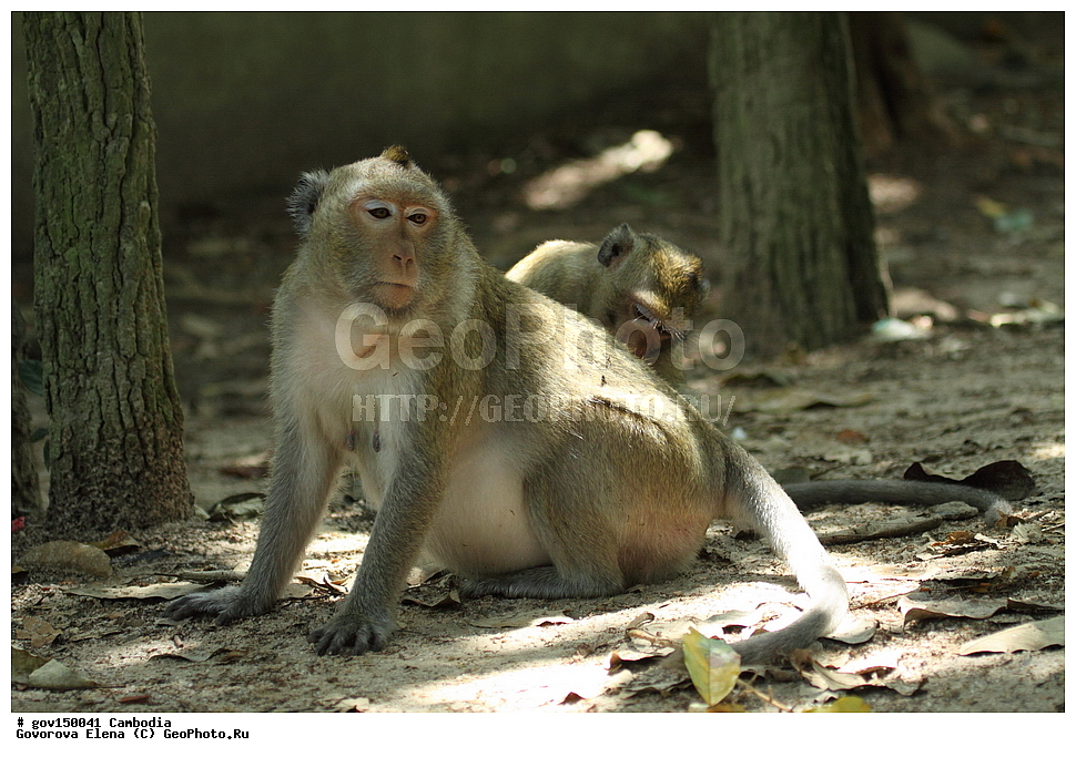 ����� ������������ ��������, �������, ���� �����, ��������, ����������� ��������, ��������, ��������, ��������, �������������, �������������, �����, �����, ��������, ��������, XYZ, �����������, Cercopithecidae, �����-�������, �������� �����, Macaca fascicularis