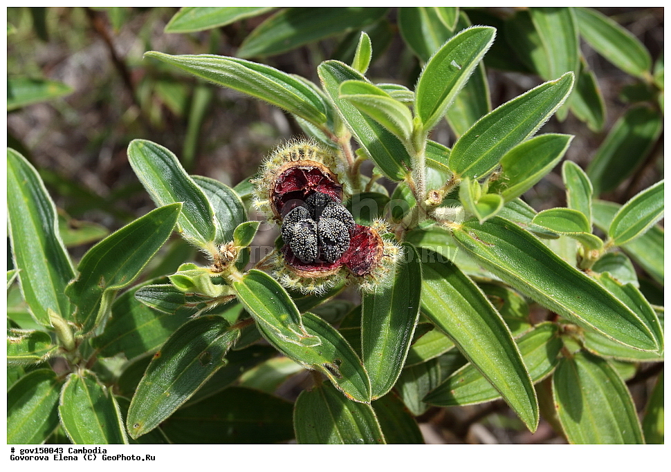 ������ ���, ��������, ����������� ��������, ��������, ������ ��������, ��������, �����, ���������� ��������, �������, ������� ��������, ������, �����, ������, ����������� ��������, �����������, ������������ ��������, ������������ ��������, ������������, ������������ �����������, �����������, ������������, XYZ, ������������, Melastomataceae, ��������� �����������, ��������� �����������, ��������� �����������, ��������� ��������������, Melastoma malabathricum, Melastoma affine, Melastoma candidum, Melastoma cavaleriei, Melastoma esquirolii, Melastoma malabathricum ssp. normale, Melastoma normale, Melastoma polyanthum