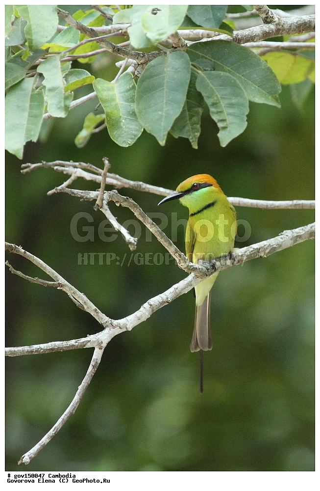 ����� ������������ ��������, �������, ���� �����, ��������, ����������� ��������, ��������, ��������, ��������, �����, �����, ��������, �����������, XYZ, ��������, Meropidae, ����� ������ �����, ����� ������� �����, Merops orientalis