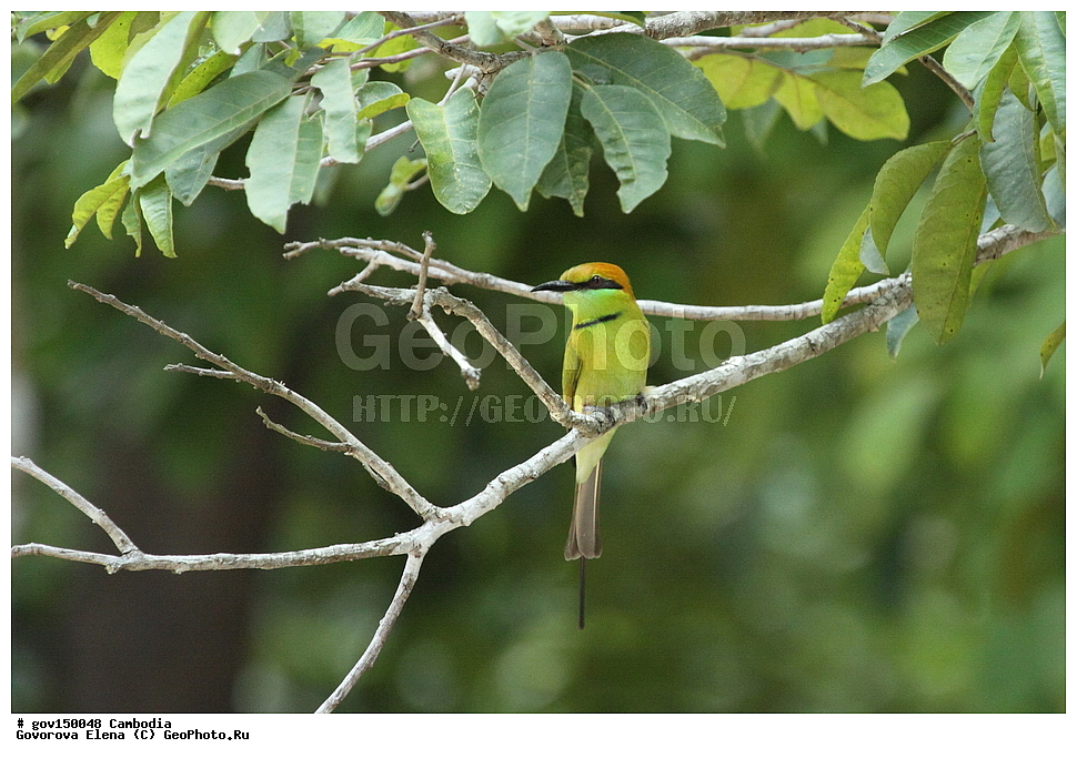 ����� ������������ ��������, �������, ���� �����, ��������, ����������� ��������, ��������, ��������, ��������, �����, �����, ��������, �����������, XYZ, ��������, Meropidae, ����� ������ �����, ����� ������� �����, Merops orientalis